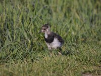 Vanellus vanellus 94, Kievit, Saxifraga-Luuk Vermeer