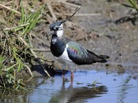 Vanellus vanellus 98, Kievit, Saxifraga-Luuk Vermeer