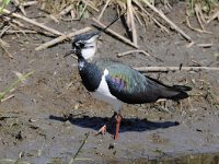 Vanellus vanellus 99, Kievit, Saxifraga-Luuk Vermeer