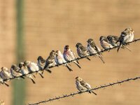 Acanthis flammea flammea 3, Grote barmsijs, adults, Saxifraga-Theo Verstrael