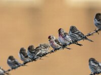 Acanthis flammea flammea 8, Grote barmsijs, adults, Saxifraga-Theo Verstrael