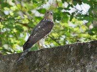 Accipiter badius