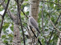 Accipiter brevipes 2, Balkansperwer, Saxifraga-Tom Heijnen