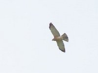 Accipiter brevipes 4, Balkansperwer, male, Saxifraga-Henk Sierdsema