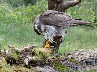 Accipiter gentilis 101, Havik, Saxifaga-Luuk Vermeer