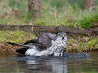 Accipiter gentilis 114, Havik, Saxifaga-Luuk Vermeer