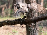 Accipiter gentilis 135, Havik, Saxifaga-Luuk Vermeer