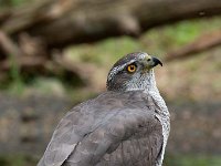 Accipiter gentilis 138, Havik, Saxifaga-Luuk Vermeer