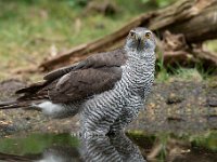 Accipiter gentilis 139, Havik, Saxifaga-Luuk Vermeer