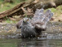 Accipiter gentilis 144, Havik, Saxifaga-Luuk Vermeer