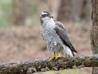 Accipiter gentilis 152, Havik, Saxifaga-Luuk Vermeer