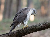 Accipiter gentilis 159, Havik, Saxifaga-Luuk Vermeer