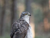 Accipiter gentilis 161, Havik, Saxifaga-Luuk Vermeer