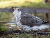 Accipiter gentilis 162, Havik, Saxifaga-Luuk Vermeer