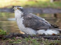 Accipiter gentilis 163, Havik, Saxifaga-Luuk Vermeer