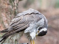 Accipiter gentilis 164, Havik, Saxifaga-Luuk Vermeer