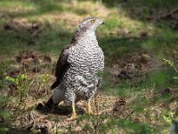 Accipiter gentilis 172, Havik, Saxifaga-Luuk Vermeer