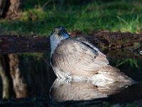 Accipiter gentilis 175, Havik, Saxifaga-Luuk Vermeer