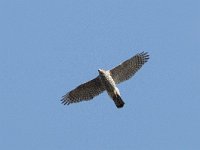 Accipiter gentilis 179, Havik, female, Saxifraga-Mark Zekhuis