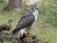 Accipiter gentilis 22, Havik, Saxifaga-Luuk Vermeer