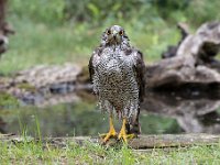 Accipiter gentilis 23, Havik, Saxifaga-Luuk Vermeer