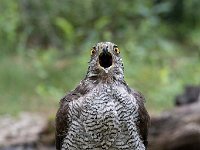 Accipiter gentilis 24, Havik, Saxifaga-Luuk Vermeer