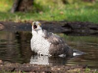 Accipiter gentilis 26, Havik, Saxifaga-Luuk Vermeer