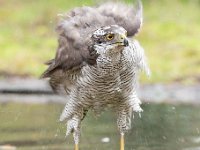 Accipiter gentilis 35, Havik, Saxifaga-Luuk Vermeer