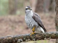 Accipiter gentilis 37, Havik, Saxifaga-Luuk Vermeer