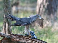 Accipiter gentilis 44, Havik, Saxifaga-Luuk Vermeer