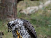 Accipiter gentilis 5, Havik, Saxifaga-Luuk Vermeer