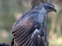 Accipiter gentilis 55, Havik, Saxifaga-Luuk Vermeer