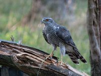 Accipiter gentilis 57, Havik, Saxifaga-Luuk Vermeer