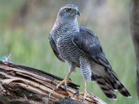 Accipiter gentilis 58, Havik, Saxifaga-Luuk Vermeer