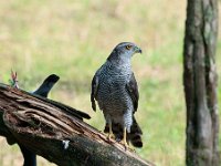 Accipiter gentilis 62, Havik, Saxifaga-Luuk Vermeer