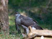 Accipiter gentilis 65, Havik, Saxifaga-Luuk Vermeer