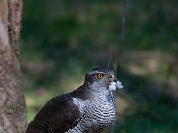 Accipiter gentilis 66, Havik, Saxifaga-Luuk Vermeer