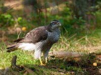 Accipiter gentilis 67, Havik, Saxifaga-Luuk Vermeer