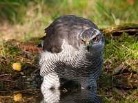 Accipiter gentilis 75, Havik, Saxifaga-Luuk Vermeer