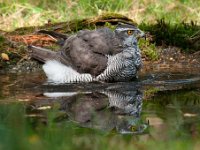 Accipiter gentilis 79, Havik, Saxifaga-Luuk Vermeer