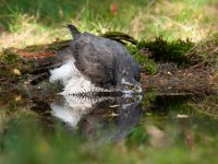 Accipiter gentilis 83, Havik, Saxifaga-Luuk Vermeer