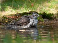 Accipiter gentilis 84, Havik, Saxifaga-Luuk Vermeer