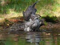 Accipiter gentilis 92, Havik, Saxifaga-Luuk Vermeer