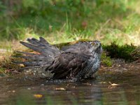 Accipiter gentilis 94, Havik, Saxifaga-Luuk Vermeer