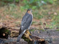 Accipiter nisus 101, Sperwer, Saxifraga-Luuk Vermeer