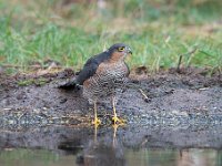 Accipiter nisus 102, Sperwer, Saxifraga-Luuk Vermeer