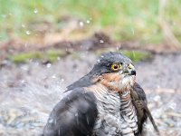 Accipiter nisus 109, Sperwer, Saxifraga-Luuk Vermeer