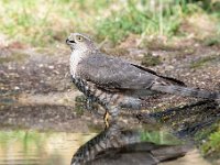 Accipiter nisus 129, Sperwer, Saxifraga-Luuk Vermeer