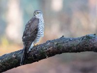 Accipiter nisus 133, Sperwer, Saxifraga-Luuk Vermeer