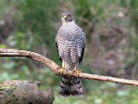 Accipiter nisus 135, Sperwer, Saxifraga-Luuk Vermeer